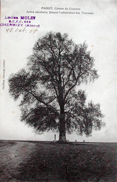 L'arbre de Paissy, sur le plateau