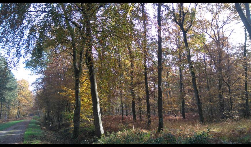 Allée du Roi < Vauclair < Aisne < Picardie